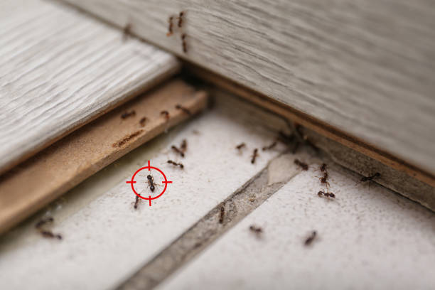 Trusted Unadilla, GA Pest Control Experts